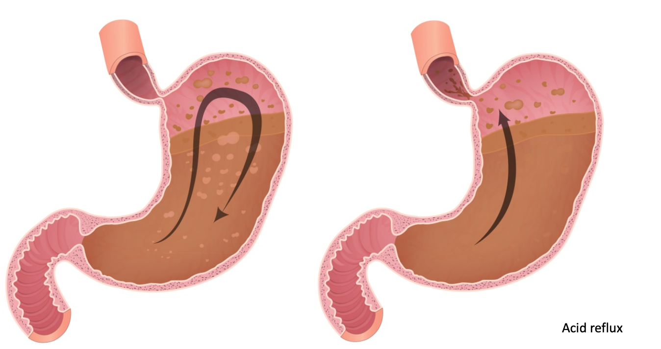 5- digestive 2-1