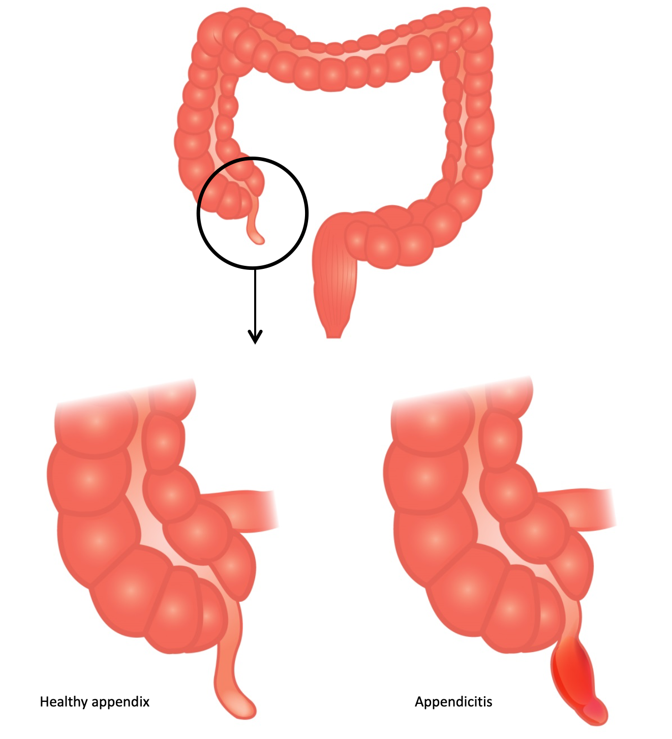 5- digestive 5-1