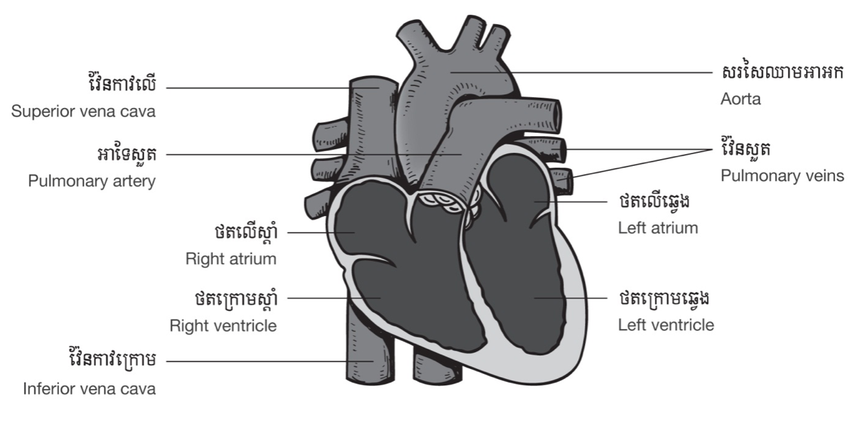 1- cardio kh 1-2