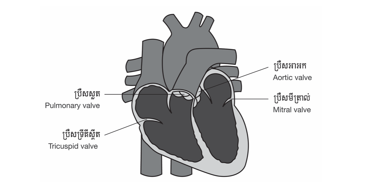 1- cardio kh 1-3