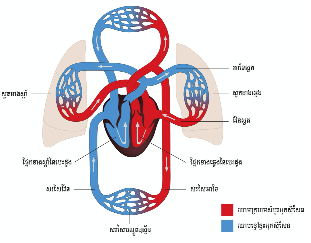 1- cardio kh 1-5