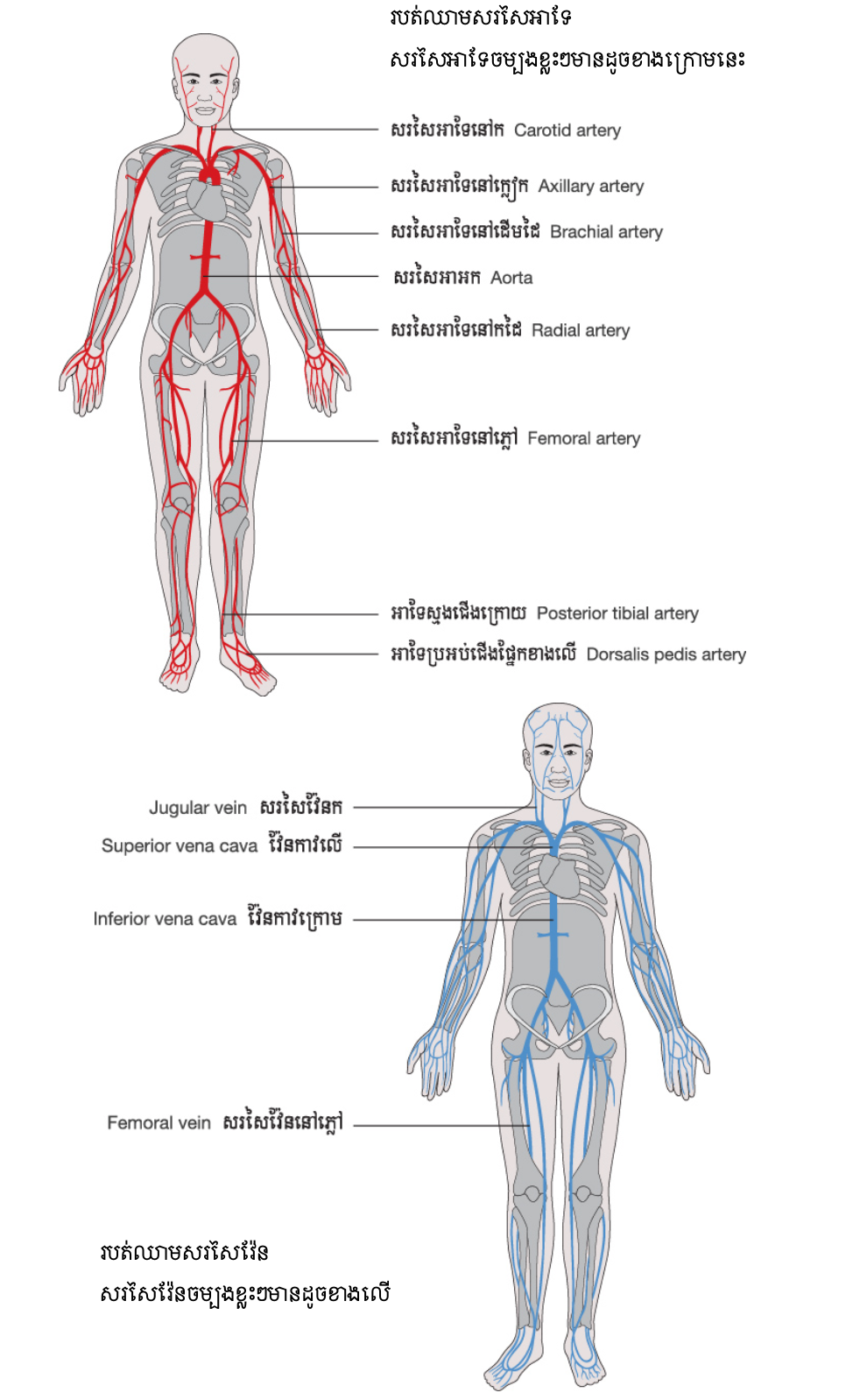 1- cardio kh 1-6