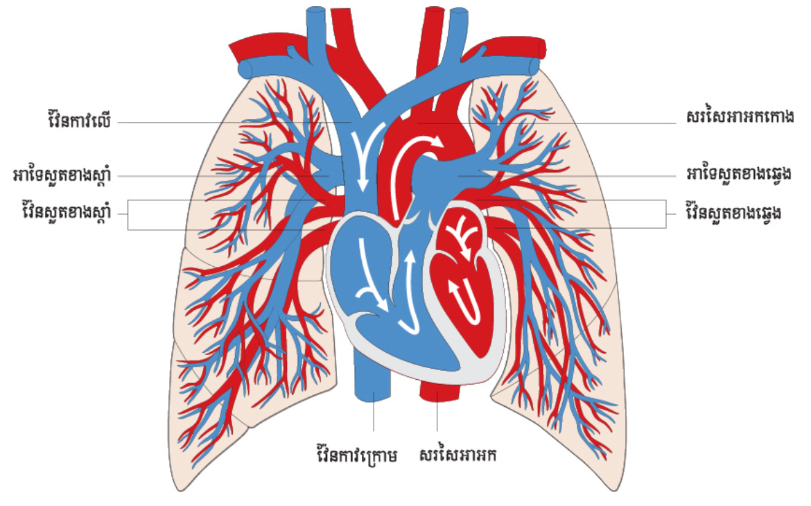 1- cardio kh 1-7