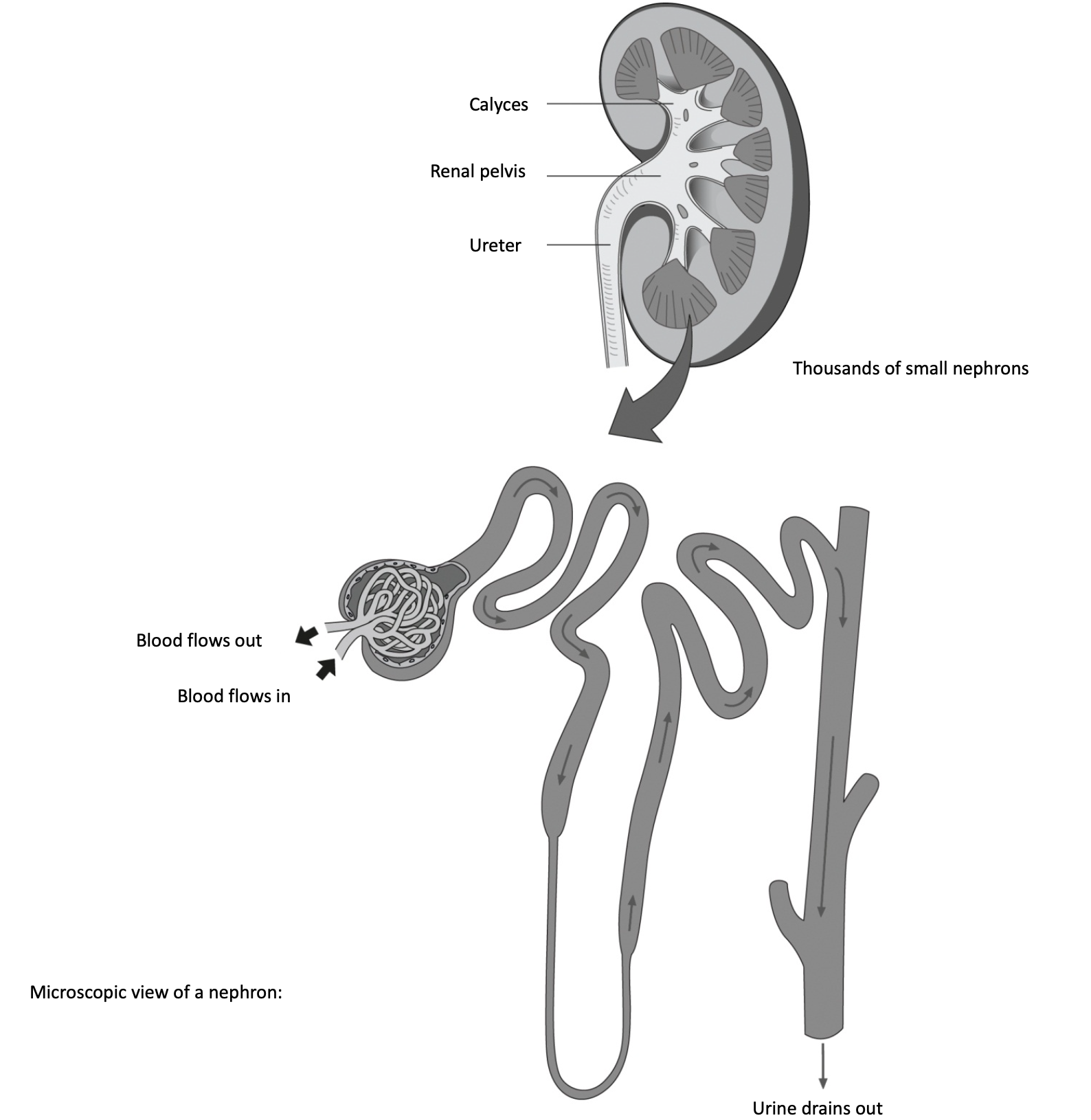 3- urinary 1-5