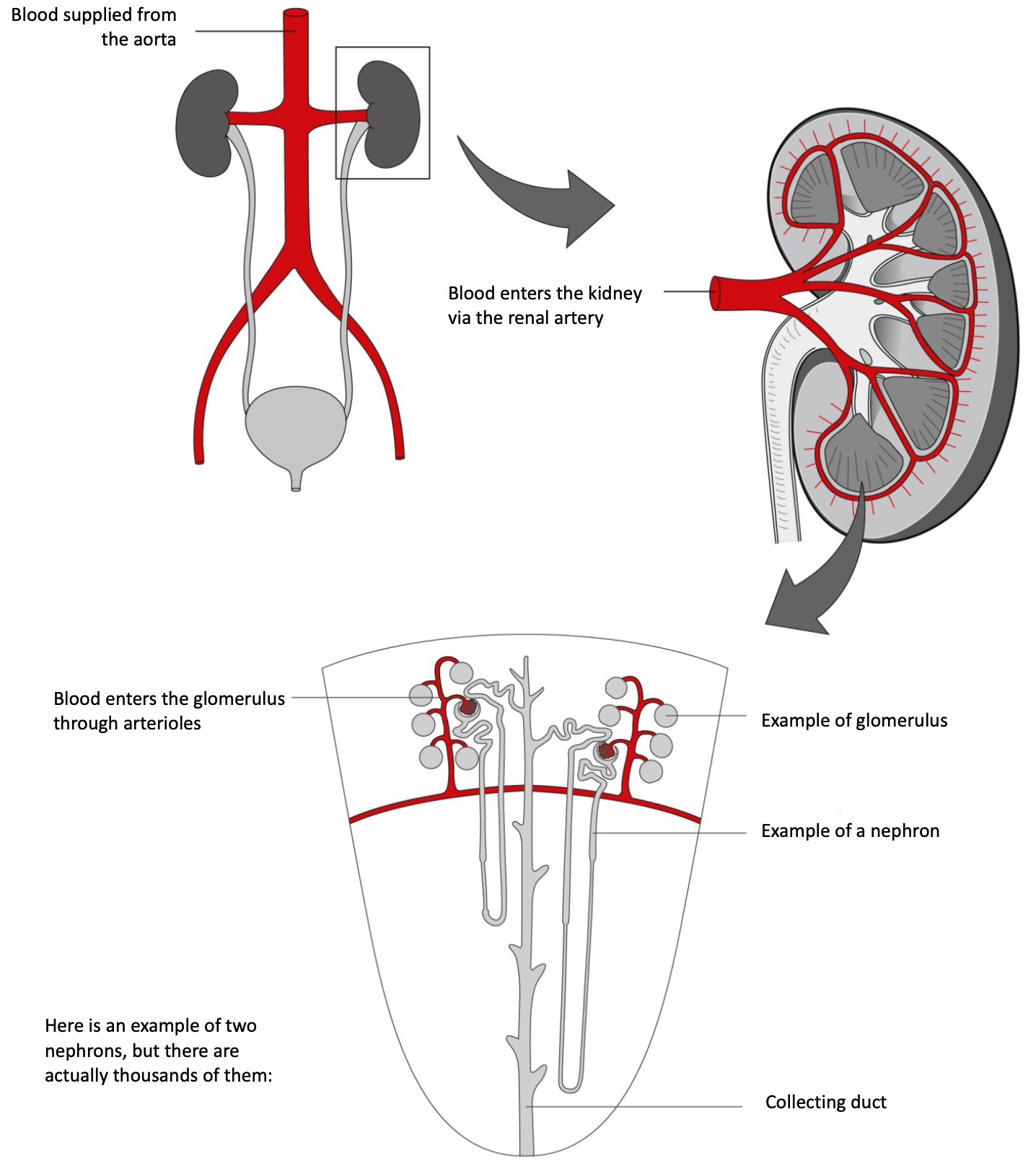 3- urinary 1-6